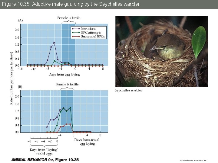 Figure 10. 35 Adaptive mate guarding by the Seychelles warbler 