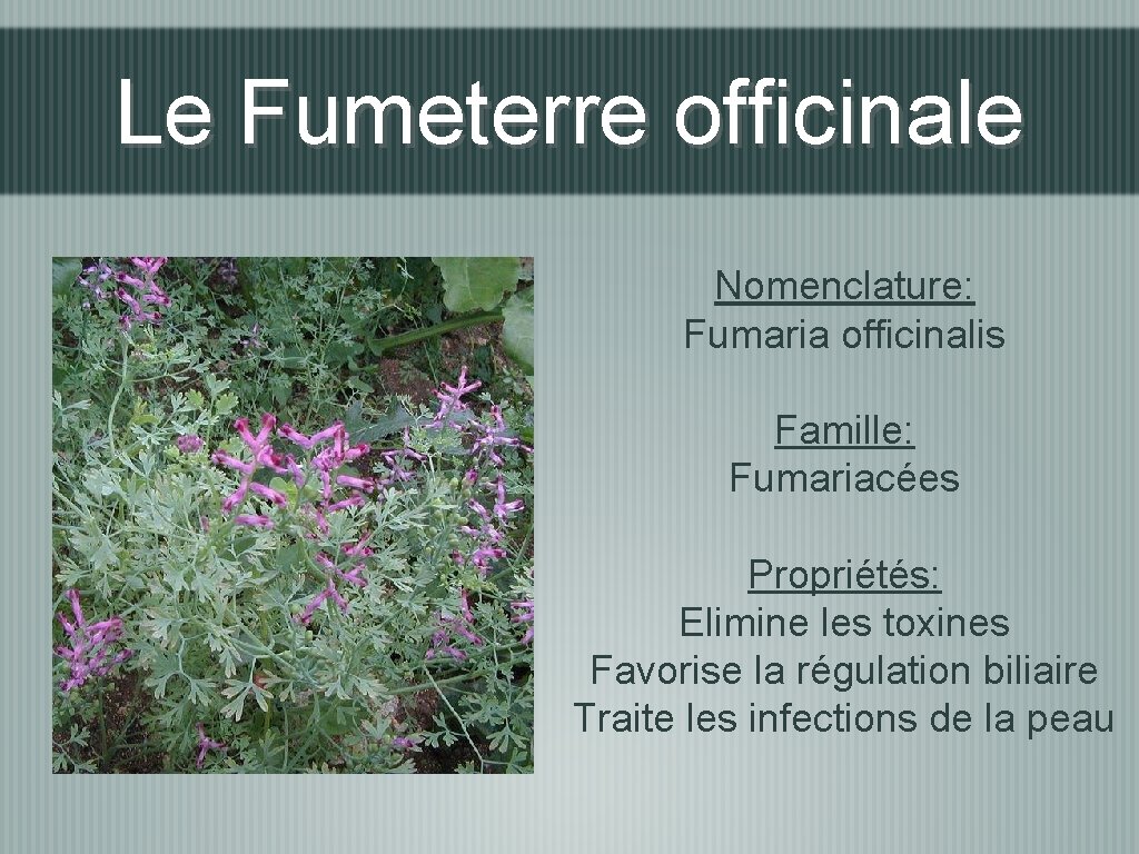 Le Fumeterre officinale Nomenclature: Fumaria officinalis Famille: Fumariacées Propriétés: Elimine les toxines Favorise la