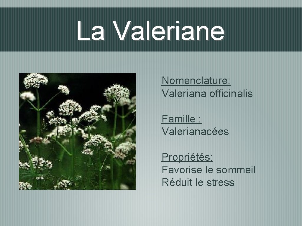 La Valeriane Nomenclature: Valeriana officinalis Famille : Valerianacées Propriétés: Favorise le sommeil Réduit le