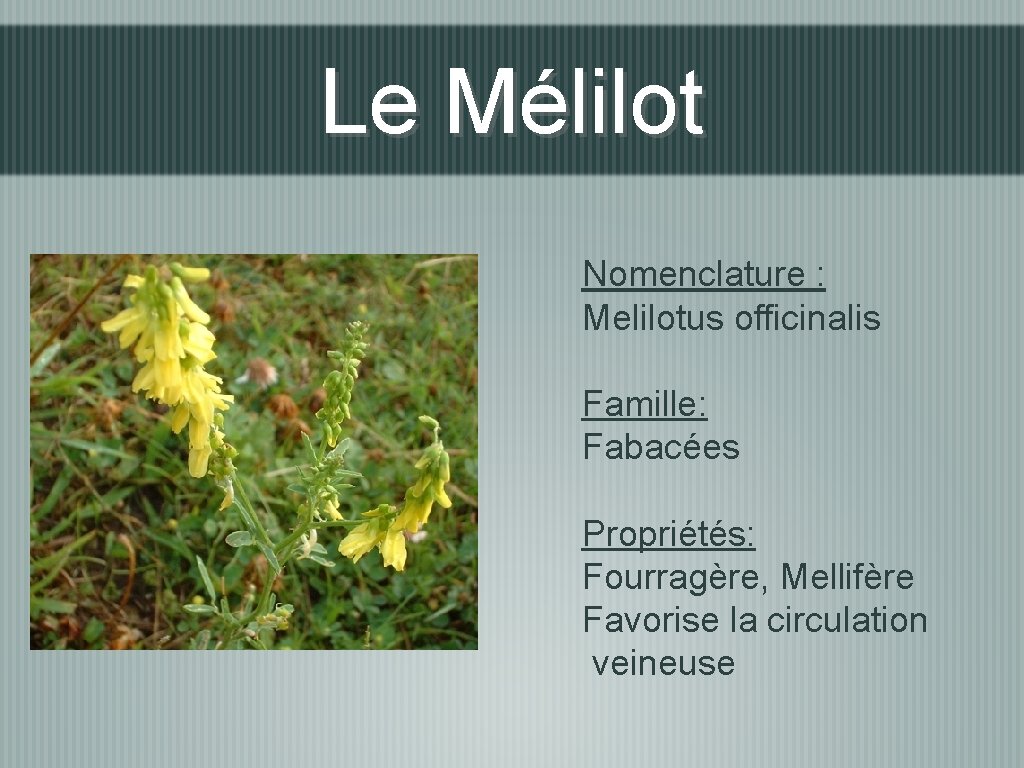 Le Mélilot Nomenclature : Melilotus officinalis Famille: Fabacées Propriétés: Fourragère, Mellifère Favorise la circulation