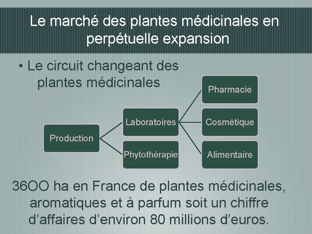 Le marché des plantes médicinales en perpétuelle expansion • Le circuit changeant des plantes