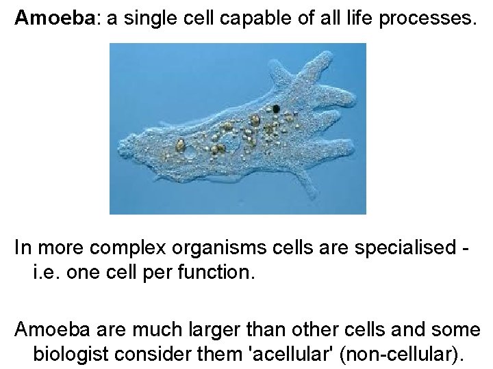 Amoeba: a single cell capable of all life processes. In more complex organisms cells