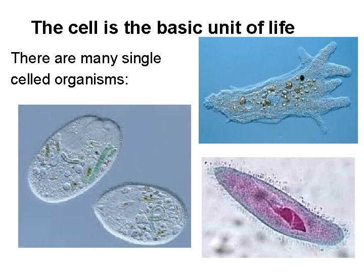 The cell is the basic unit of life There are many single celled organisms: