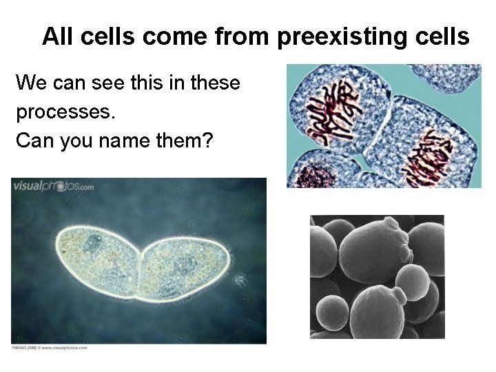 All cells come from preexisting cells We can see this in these processes. Can
