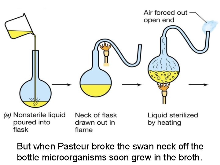 But when Pasteur broke the swan neck off the bottle microorganisms soon grew in