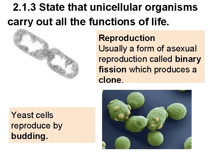 2. 1. 3 State that unicellular organisms carry out all the functions of life.