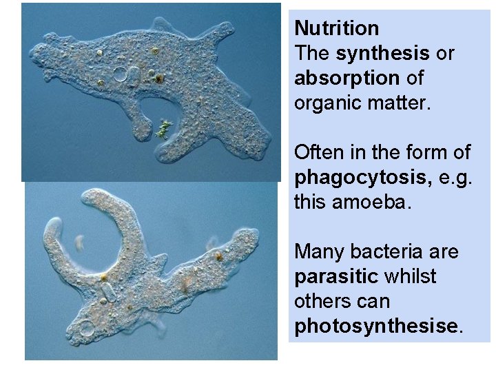 Nutrition The synthesis or absorption of organic matter. Often in the form of phagocytosis,