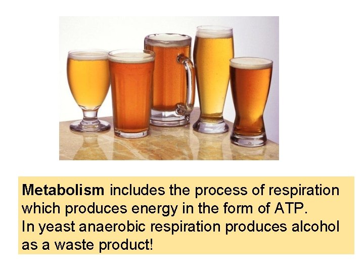 Metabolism includes the process of respiration which produces energy in the form of ATP.
