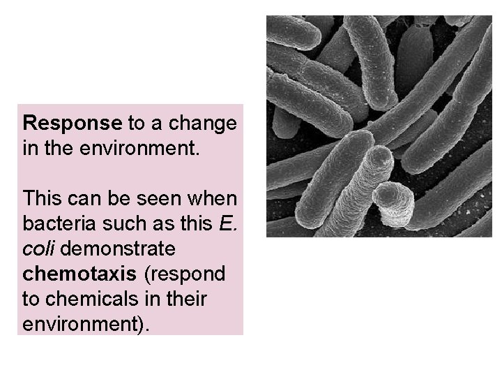Response to a change in the environment. This can be seen when bacteria such