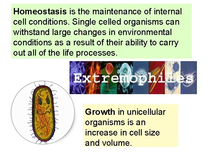 Homeostasis is the maintenance of internal cell conditions. Single celled organisms can withstand large