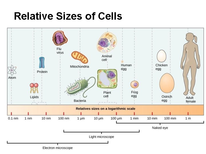 Relative Sizes of Cells 
