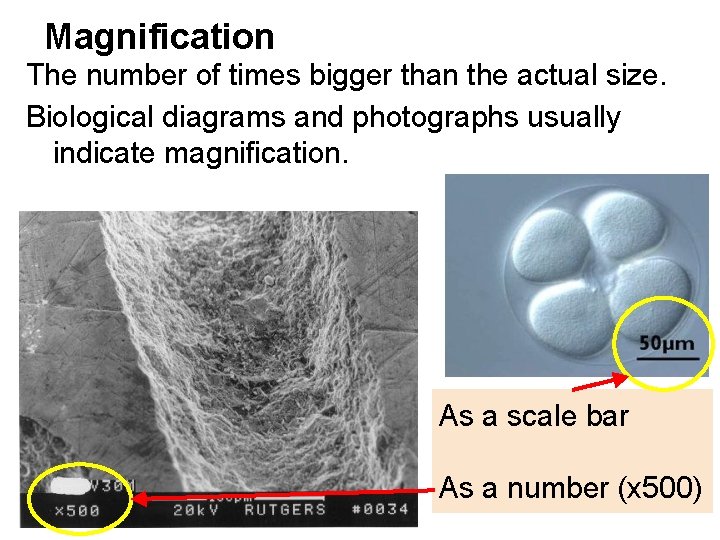 Magnification The number of times bigger than the actual size. Biological diagrams and photographs