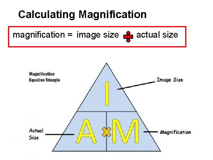 Calculating Magnification magnification = image size actual size 