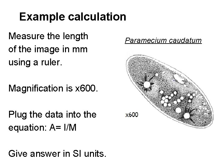 Example calculation Measure the length of the image in mm using a ruler. Magnification