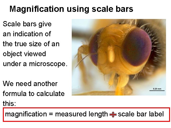 Magnification using scale bars Scale bars give an indication of the true size of