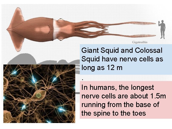 Giant Squid and Colossal Squid have nerve cells as long as 12 m. In