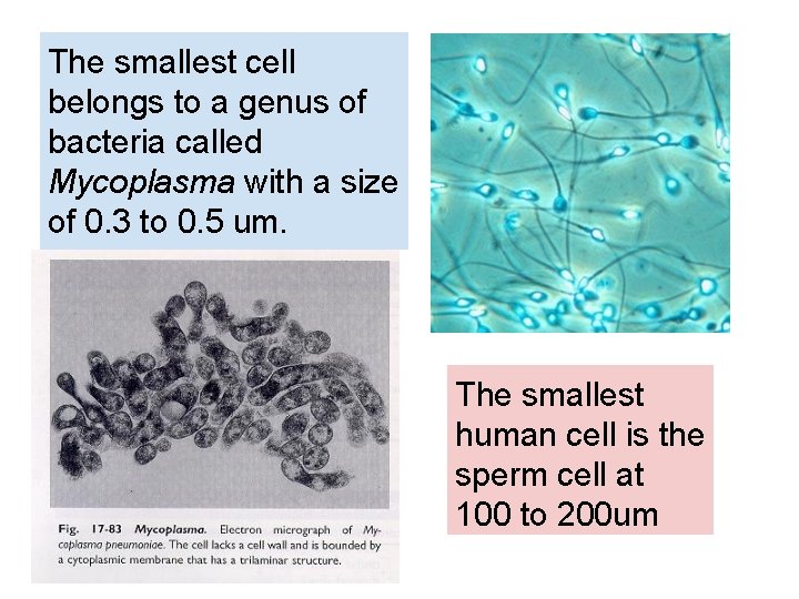 The smallest cell belongs to a genus of bacteria called Mycoplasma with a size