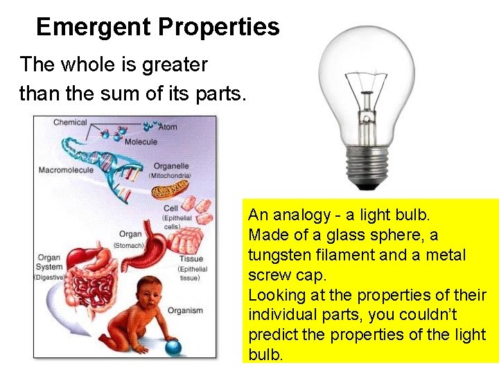 Emergent Properties The whole is greater than the sum of its parts. An analogy