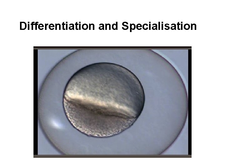 Differentiation and Specialisation 