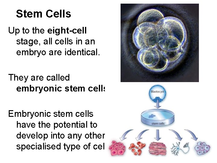 Stem Cells Up to the eight-cell stage, all cells in an embryo are identical.