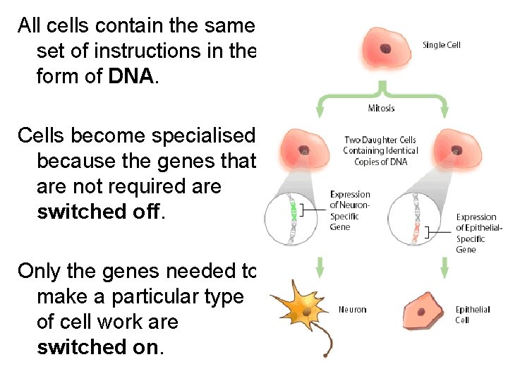 All cells contain the same set of instructions in the form of DNA. Cells