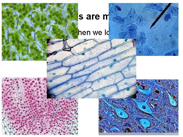 All living things are made of cells We can see them when we look