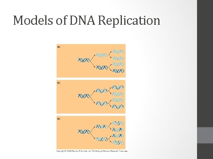 Models of DNA Replication 
