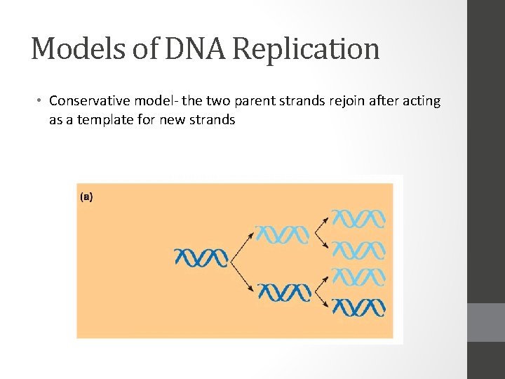 Models of DNA Replication • Conservative model- the two parent strands rejoin after acting