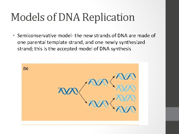 Models of DNA Replication • Semiconservative model- the new strands of DNA are made