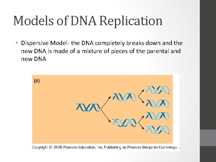 Models of DNA Replication • Dispersive Model- the DNA completely breaks down and the