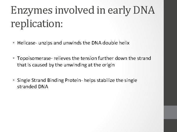 Enzymes involved in early DNA replication: • Helicase- unzips and unwinds the DNA double
