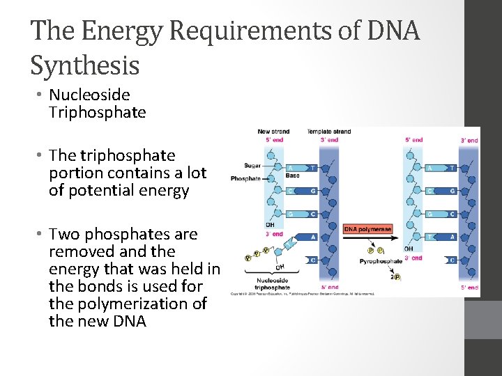 The Energy Requirements of DNA Synthesis • Nucleoside Triphosphate • The triphosphate portion contains