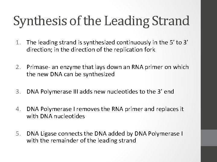 Synthesis of the Leading Strand 1. The leading strand is synthesized continuously in the