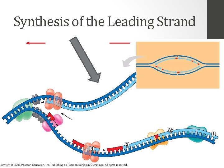 Synthesis of the Leading Strand 