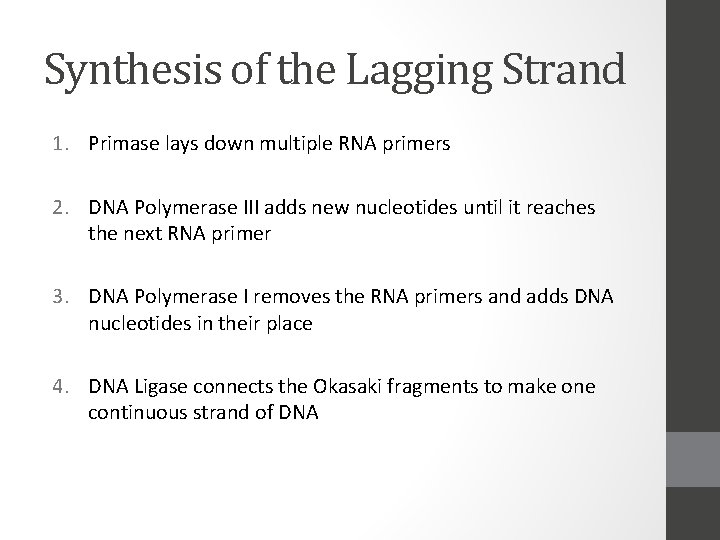 Synthesis of the Lagging Strand 1. Primase lays down multiple RNA primers 2. DNA