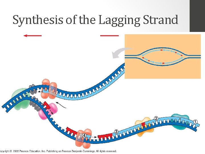 Synthesis of the Lagging Strand 