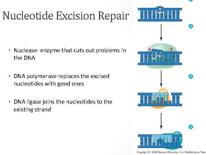 Nucleotide Excision Repair • Nuclease- enzyme that cuts out problems in the DNA •