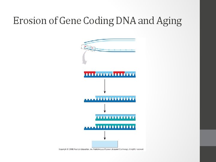 Erosion of Gene Coding DNA and Aging 