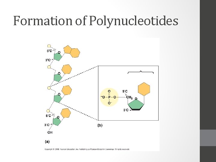 Formation of Polynucleotides 