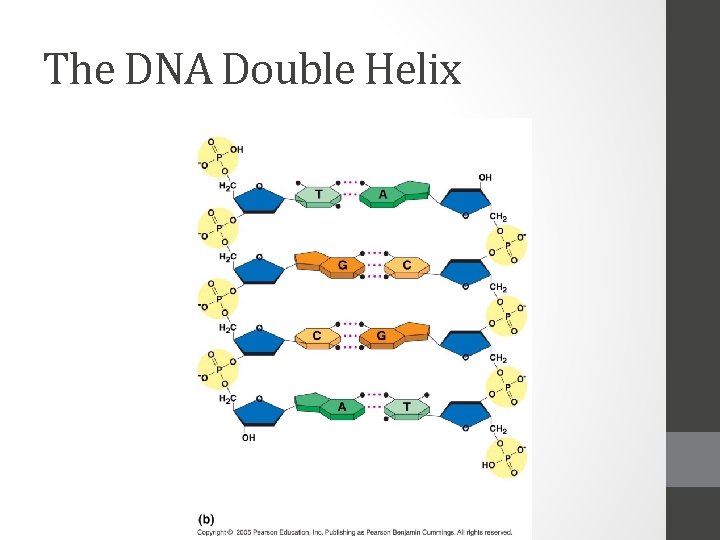 The DNA Double Helix 