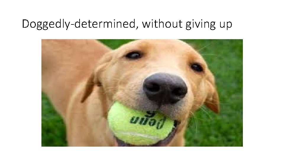 Doggedly-determined, without giving up 