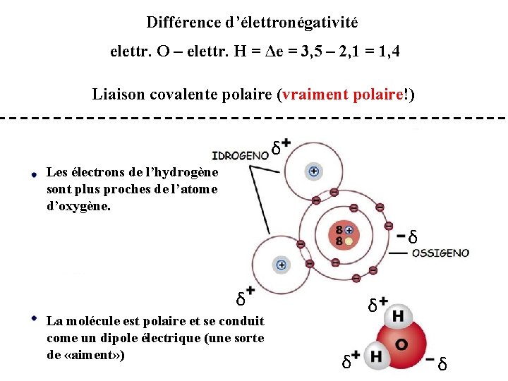 Différence d’élettronégativité elettr. O – elettr. H = Δe = 3, 5 – 2,