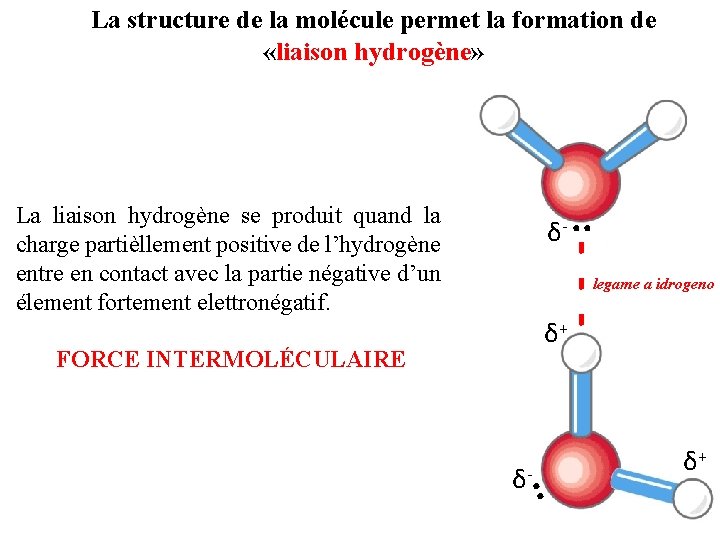 La structure de la molécule permet la formation de «liaison hydrogène» δ-. . -