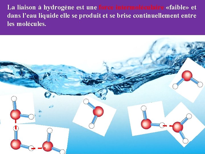 La liaison à hydrogène est une force intermoléculaire «faible» et dans l’eau liquide elle