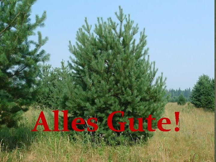 Alles Gute! 