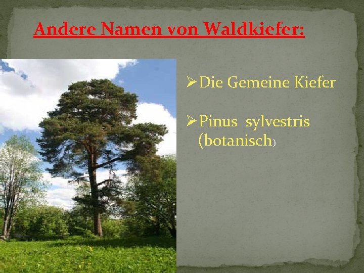 Andere Namen von Waldkiefer: ØDie Gemeine Kiefer ØPinus sylvestris (botanisch) 