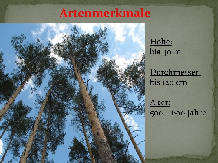 Artenmerkmale Höhe: bis 40 m Durchmesser: bis 120 cm Alter: 500 – 600 Jahre