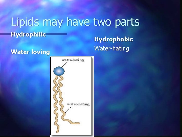 Lipids may have two parts Hydrophilic Water loving Hydrophobic Water-hating 