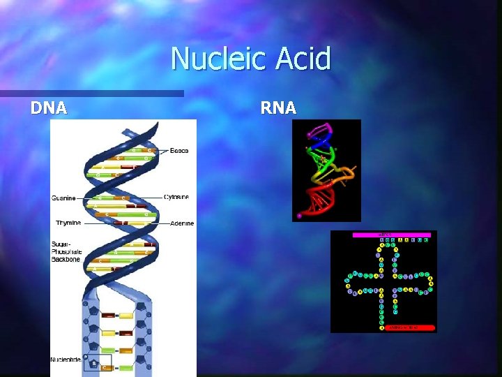 Nucleic Acid DNA RNA 