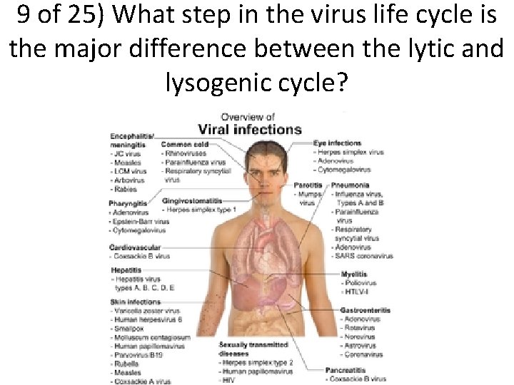 9 of 25) What step in the virus life cycle is the major difference